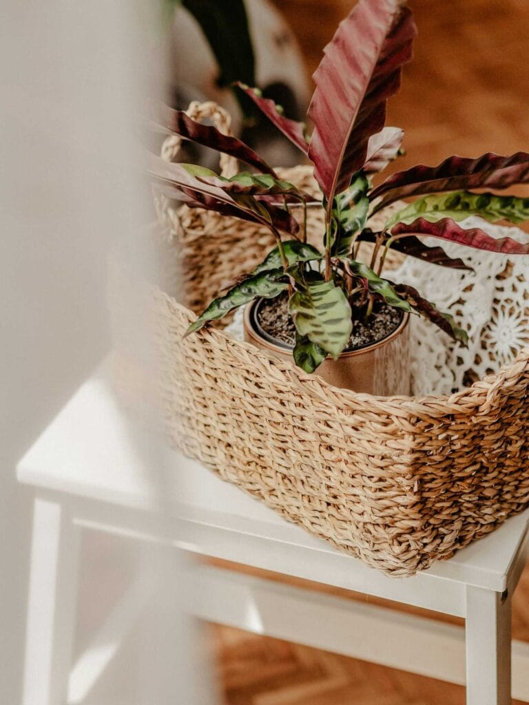 Indoor plant in a woven basket on a white table.
